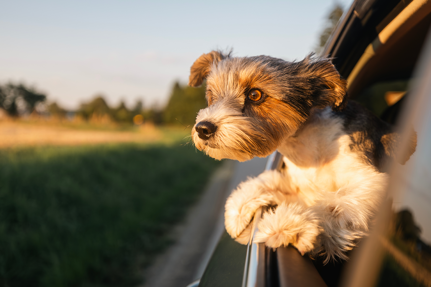 Kleiner Hund streckt den Kopf aus dem Autofenster ins Abendlicht